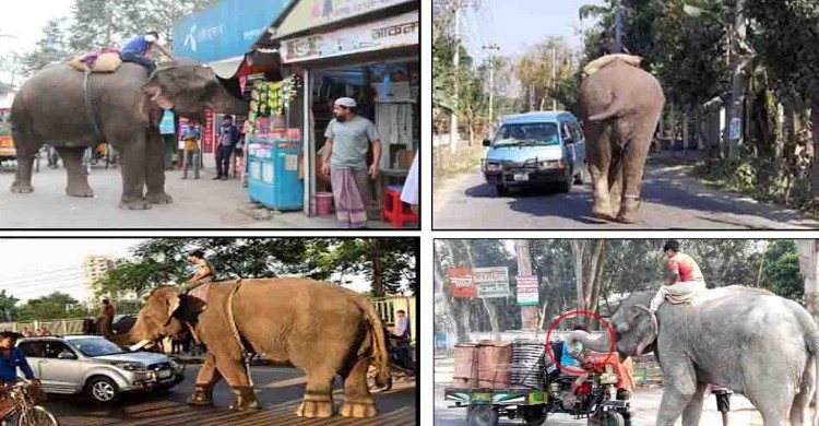 হাতি দিয়ে জোর করে তুলছে টাকা